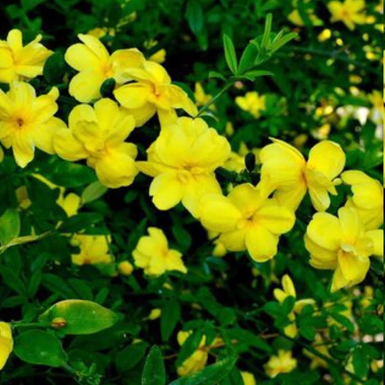 نهال یاس شیروانی