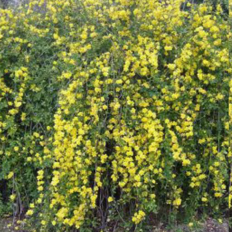 نهال یاس شیروانی