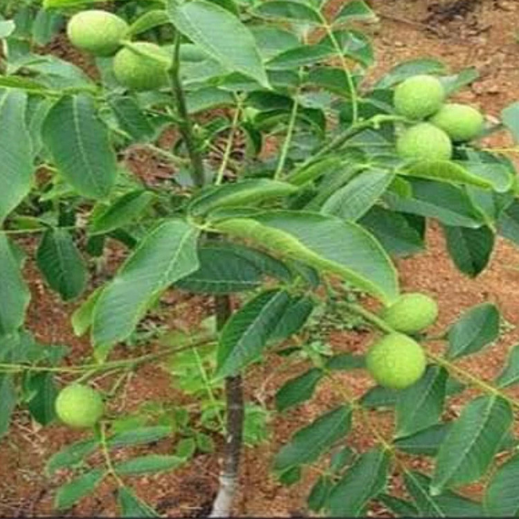نهال گردو سفید شیلی