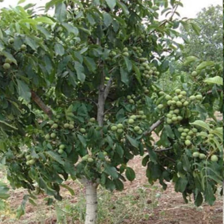 نهال گردو سفید شیلی