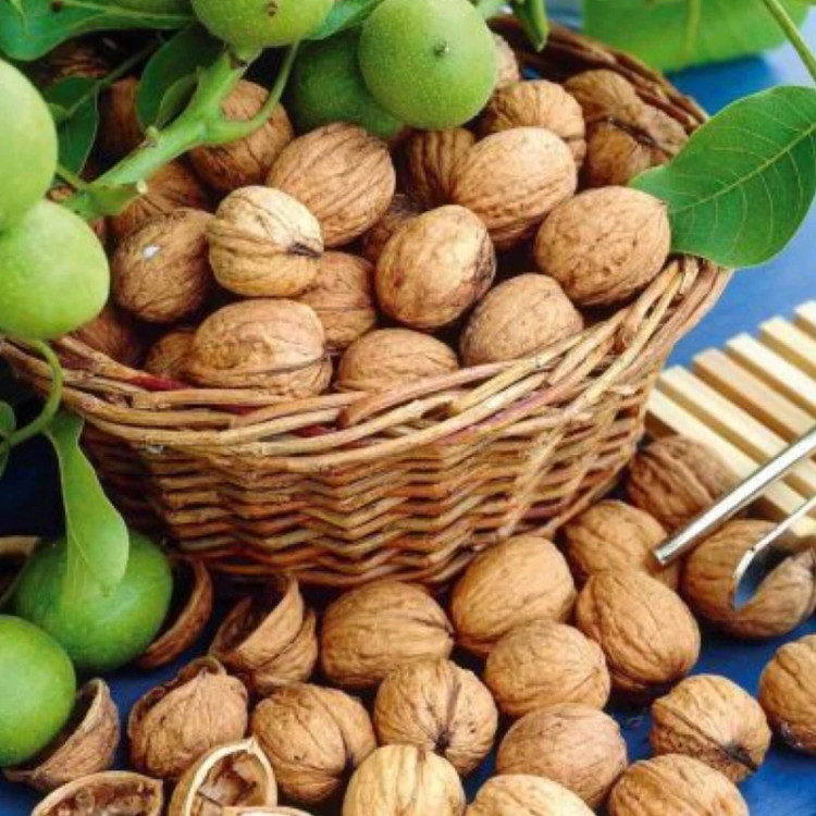 نهال گردو سفید شیلی