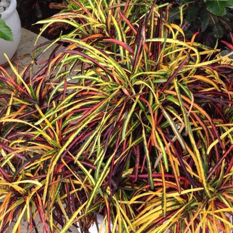 نهال کروتن میله ای