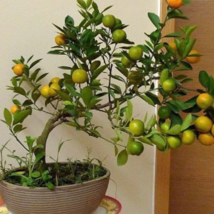 نهال نارنگی چهار فصل