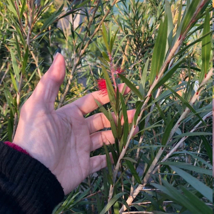 نهال شیشه شور قرمز