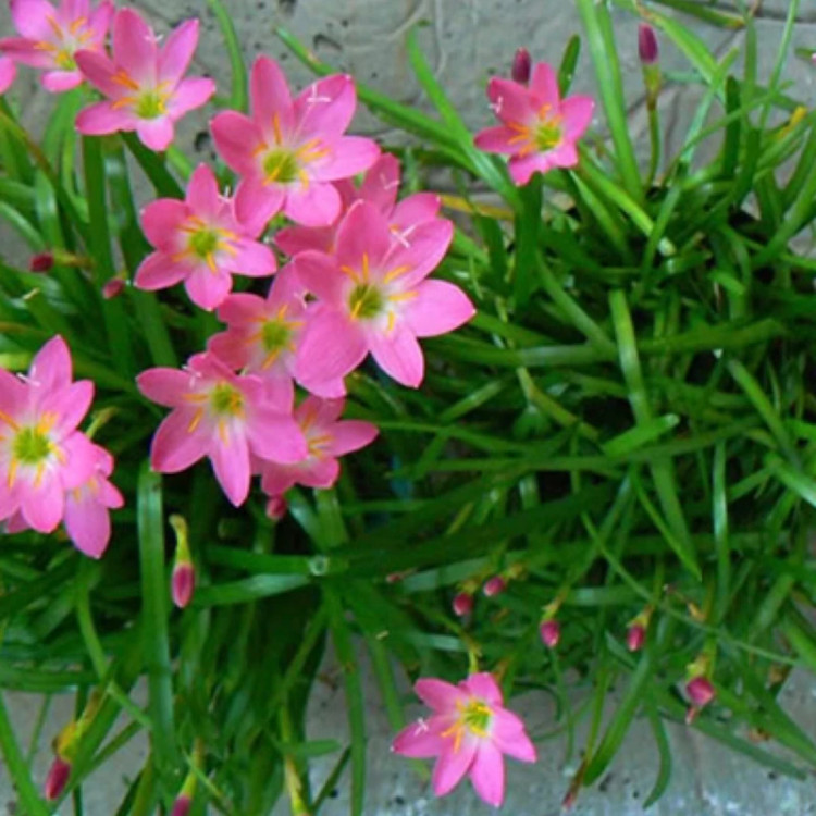بوته سوسن باران