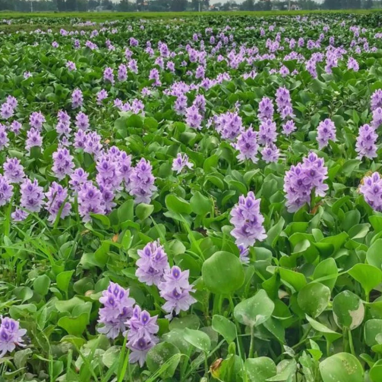 بوته گل سنبل آبی