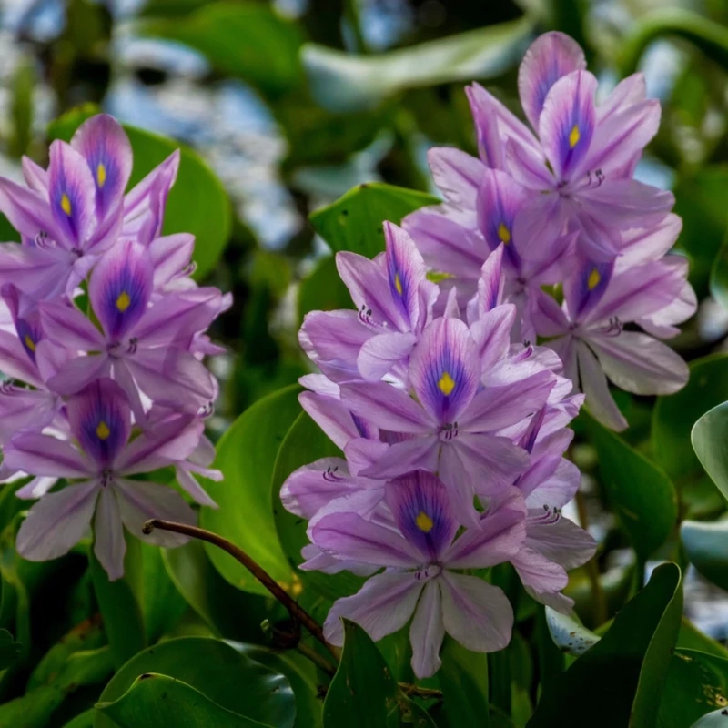 بوته گل سنبل آبی