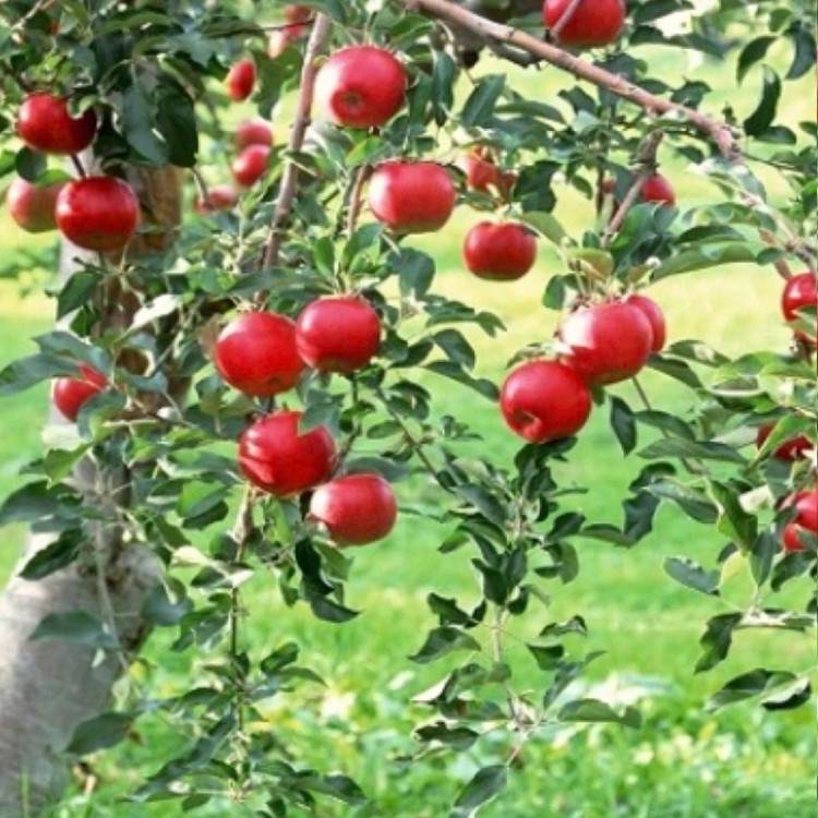 نهال سیب تو سرخ