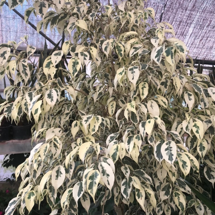 نهال بنجامین ابلق