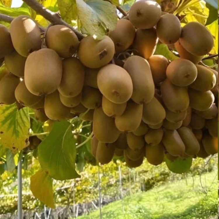 نهال کیوی طلایی