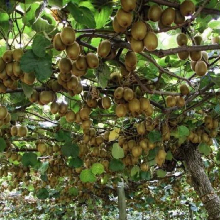 نهال کیوی هایوارد