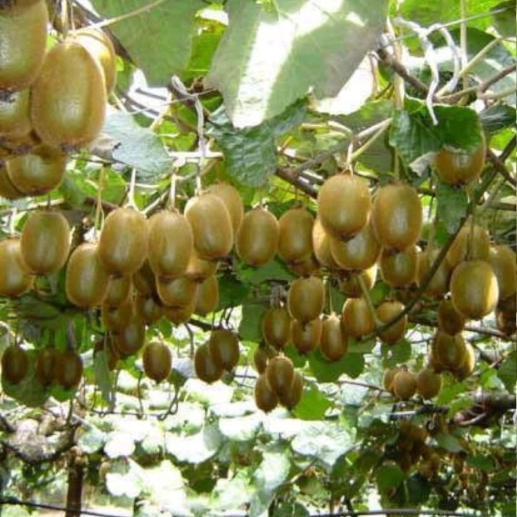 نهال کیوی هایوارد