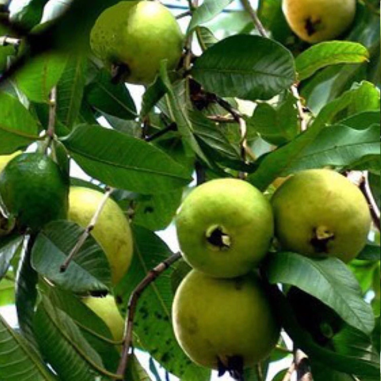 نهال گواوا زرد