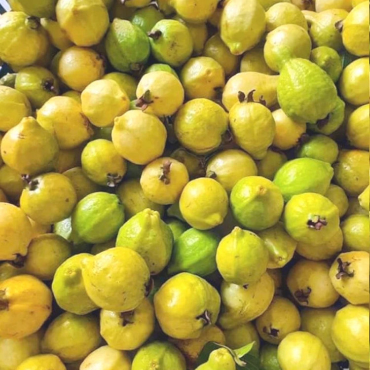 نهال گواوا زرد
