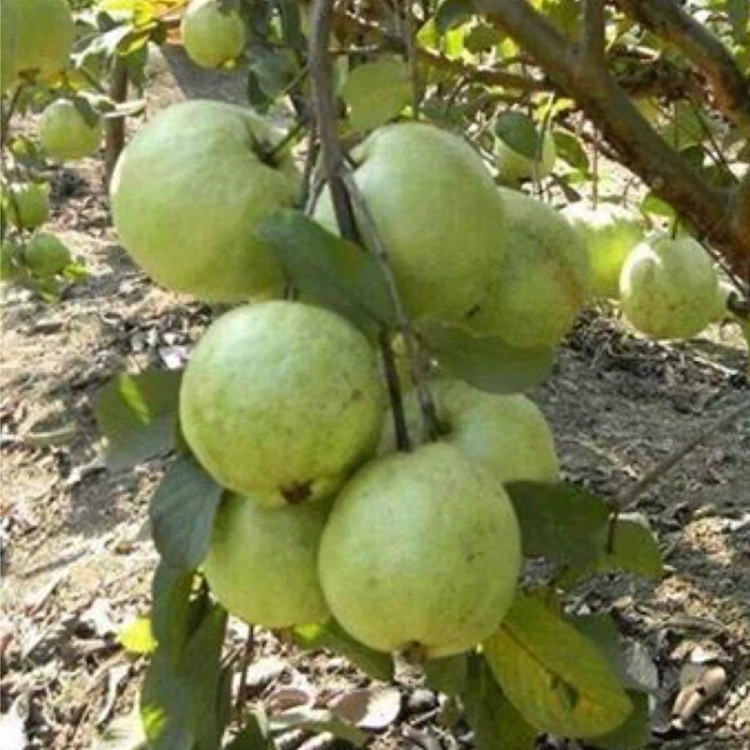 نهال گواوا تو سرخ