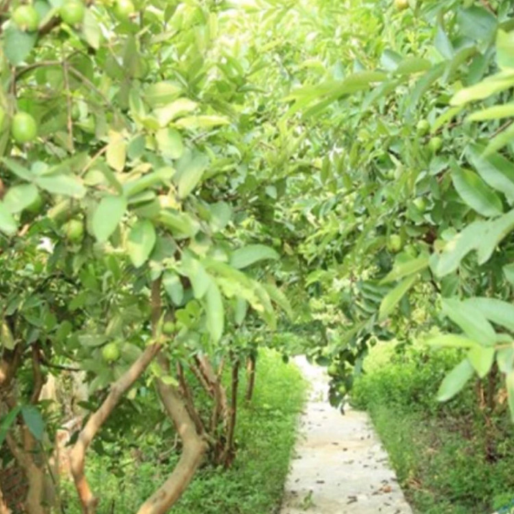 نهال گواوا تو سرخ