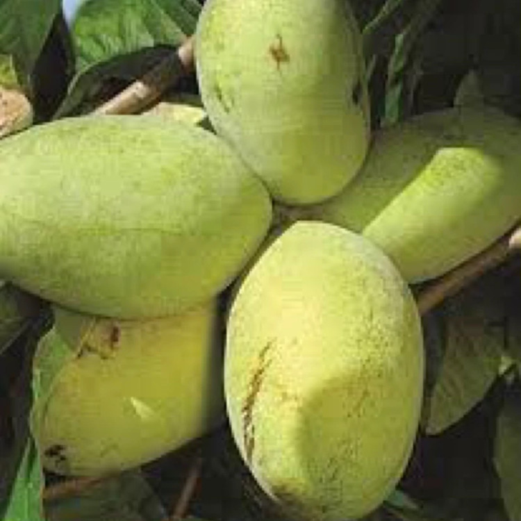 نهال انبه سردسیری