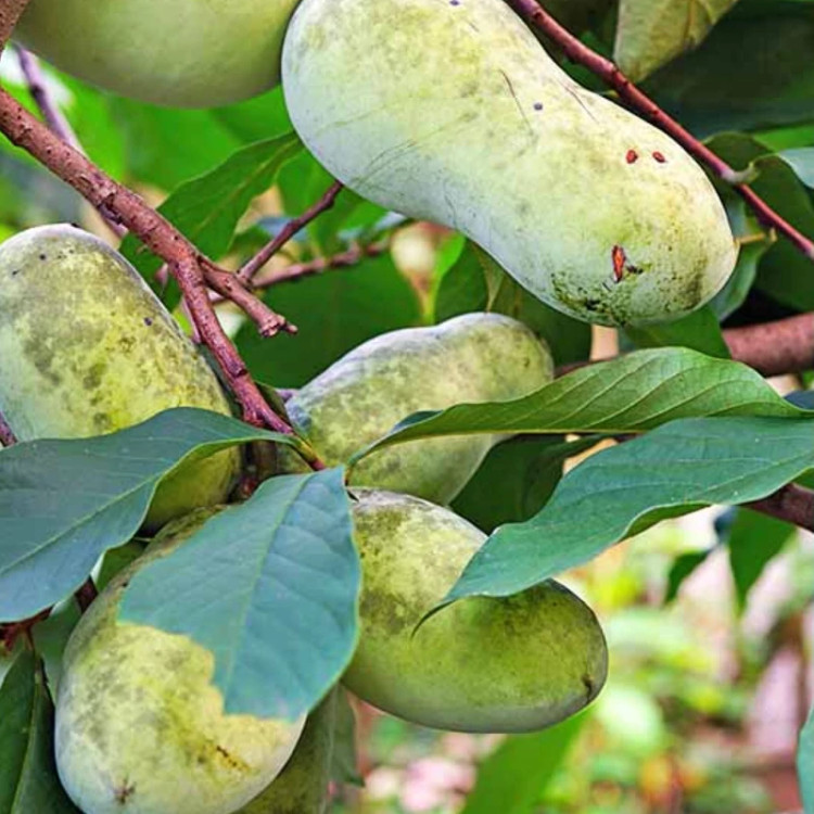 نهال انبه سردسیری