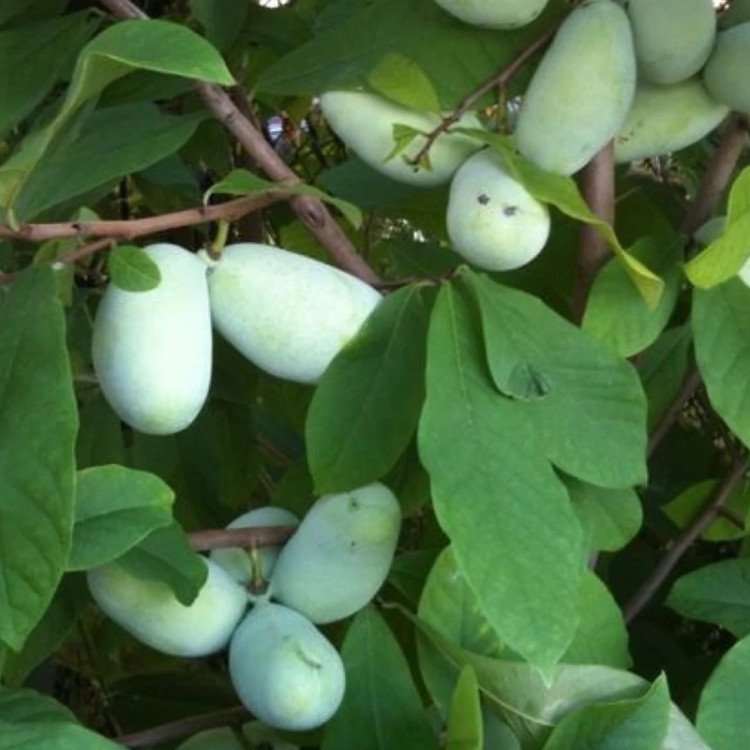 نهال انبه سردسیری