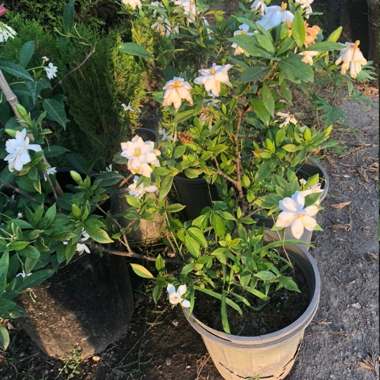 نهال یاس گاردنیا