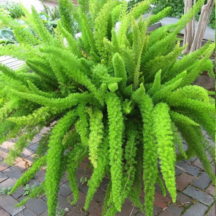 نهال دم روباهی