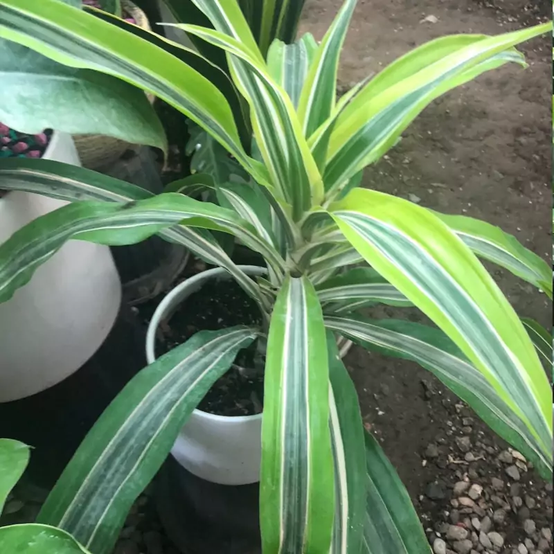 نهال گل دراسینا