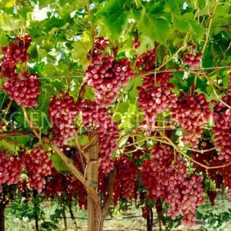 نهال انگور یاقوتی