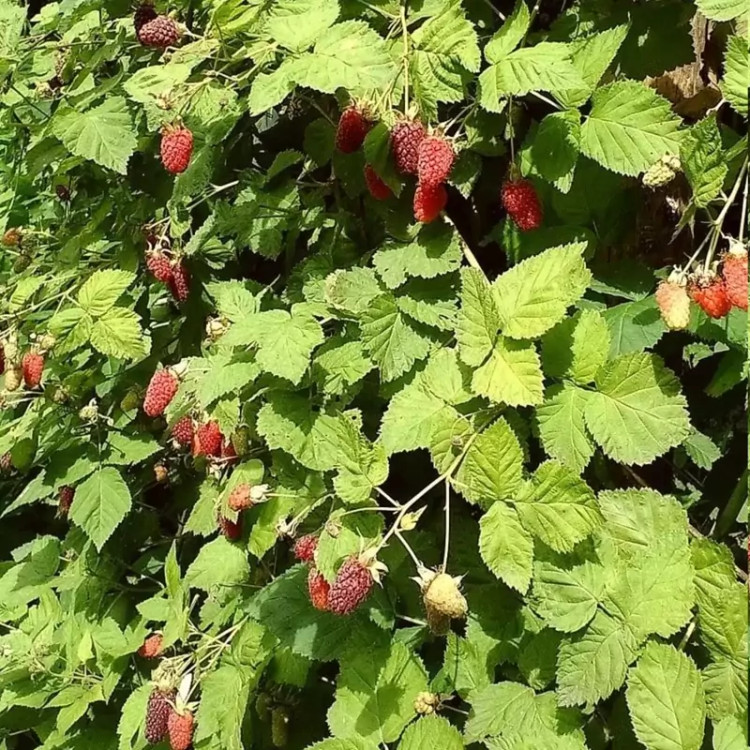 بوته لوگان بری