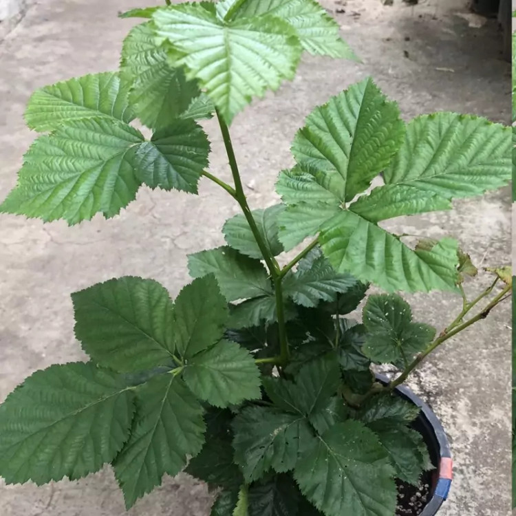 بوته لوگان بری