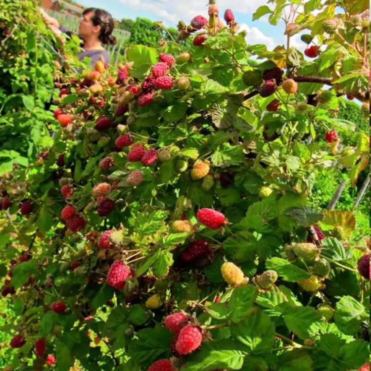 بوته لوگان بری
