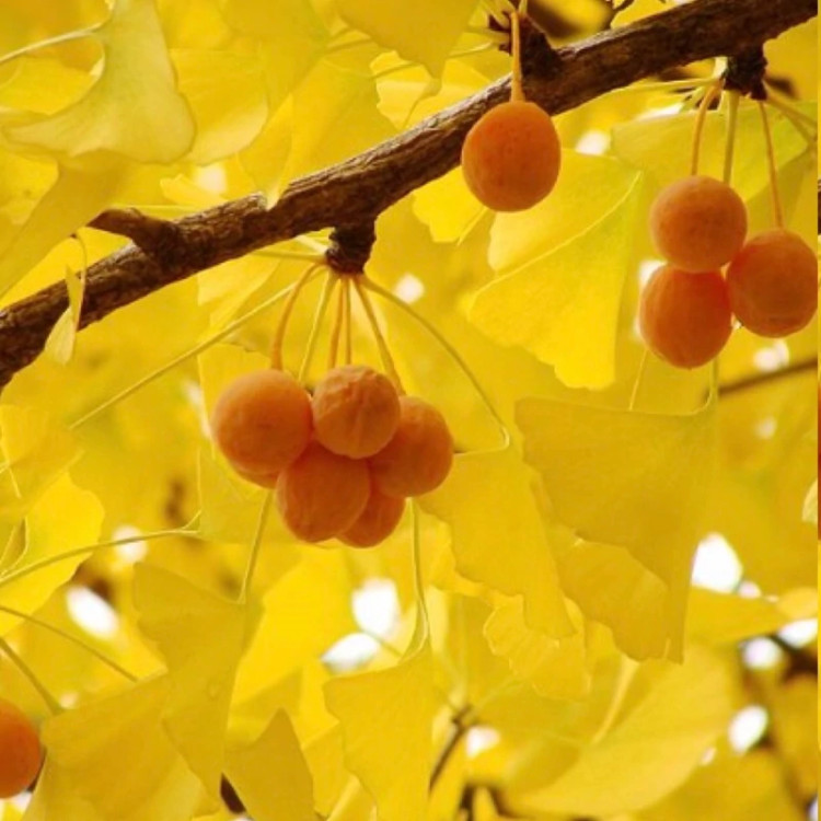 نهال درخت ژینگو