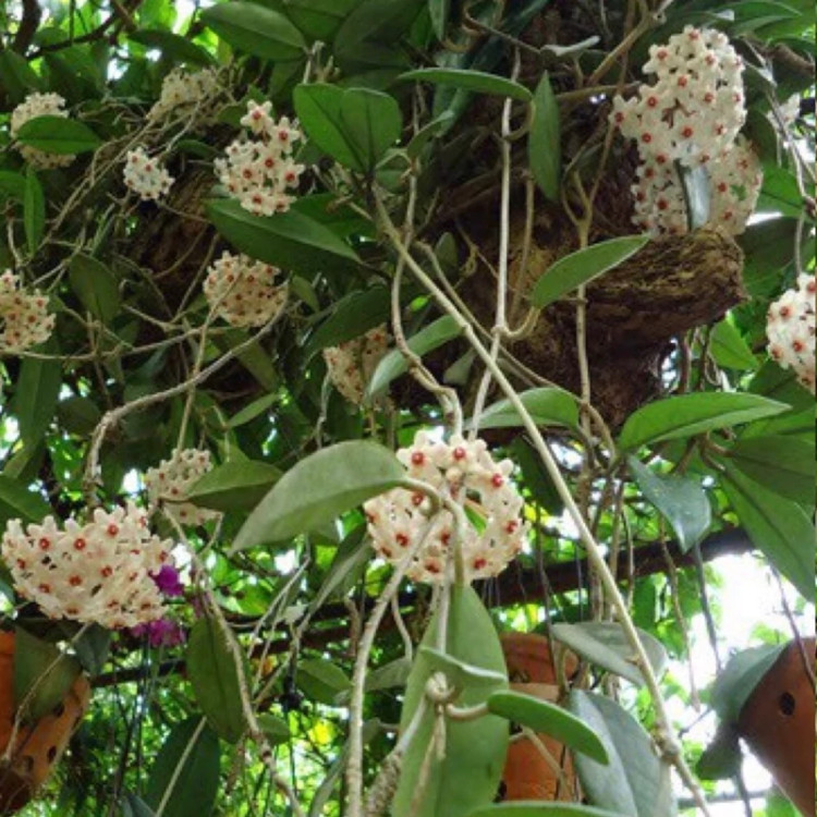 بوته هویا سفید