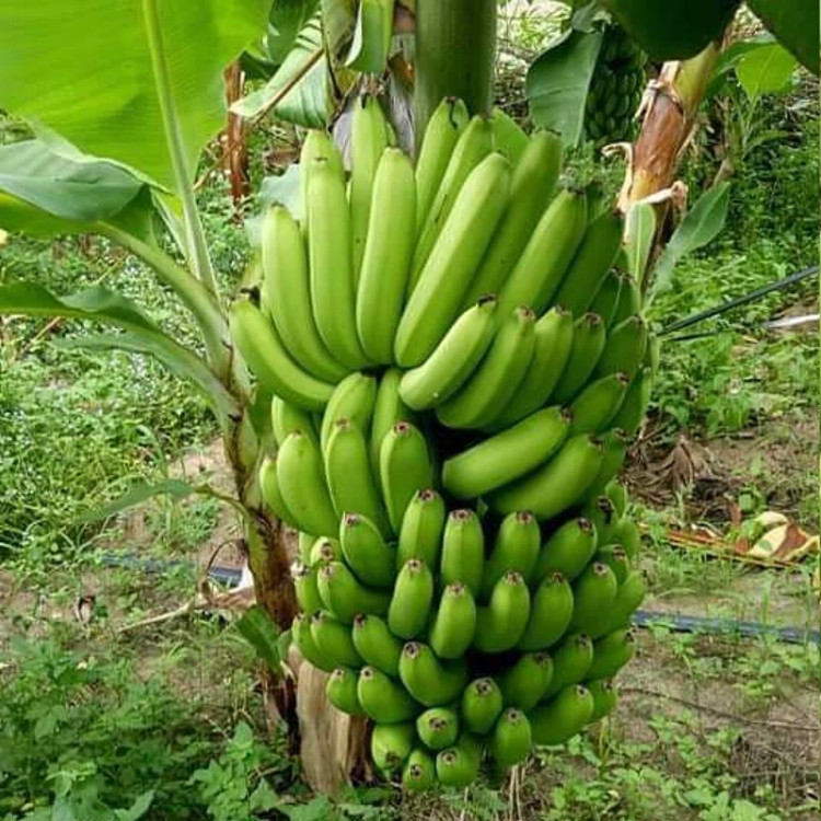 نهال موز کاوندیش سوپر درشت