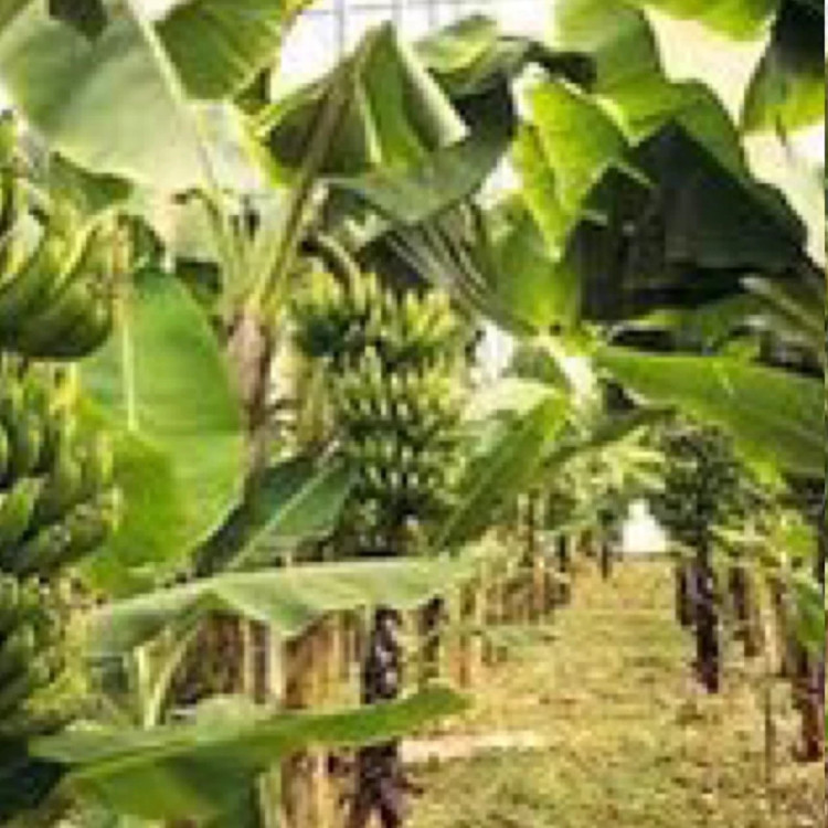 نهال موز سردسیری و گرمسیری