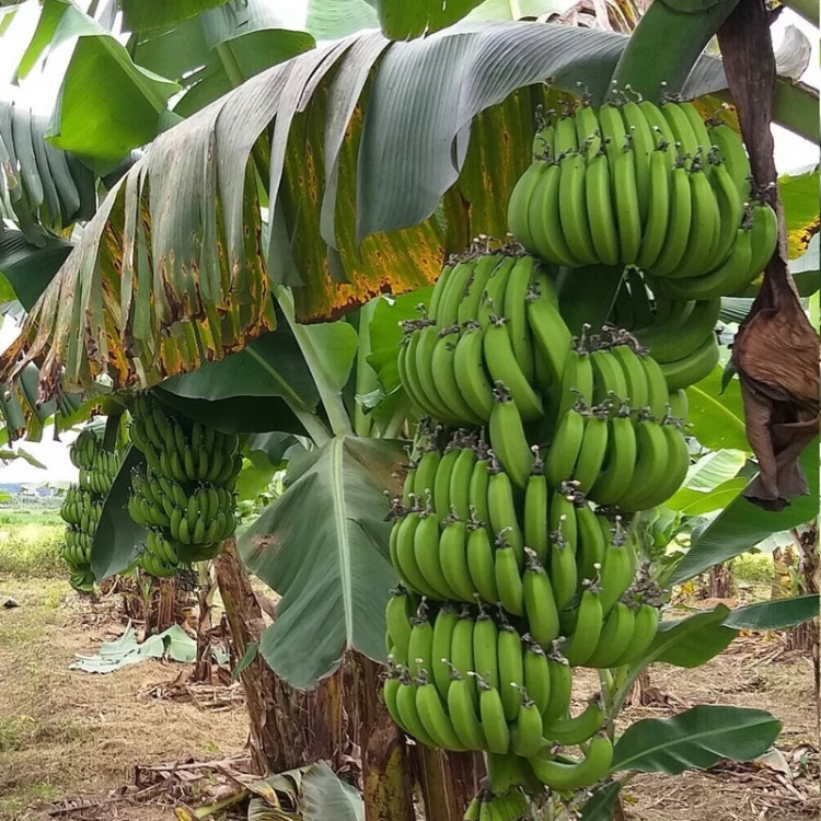 نهال موز سردسیری و گرمسیری