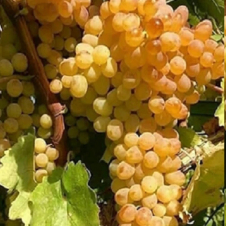 نهال انگور طلایی