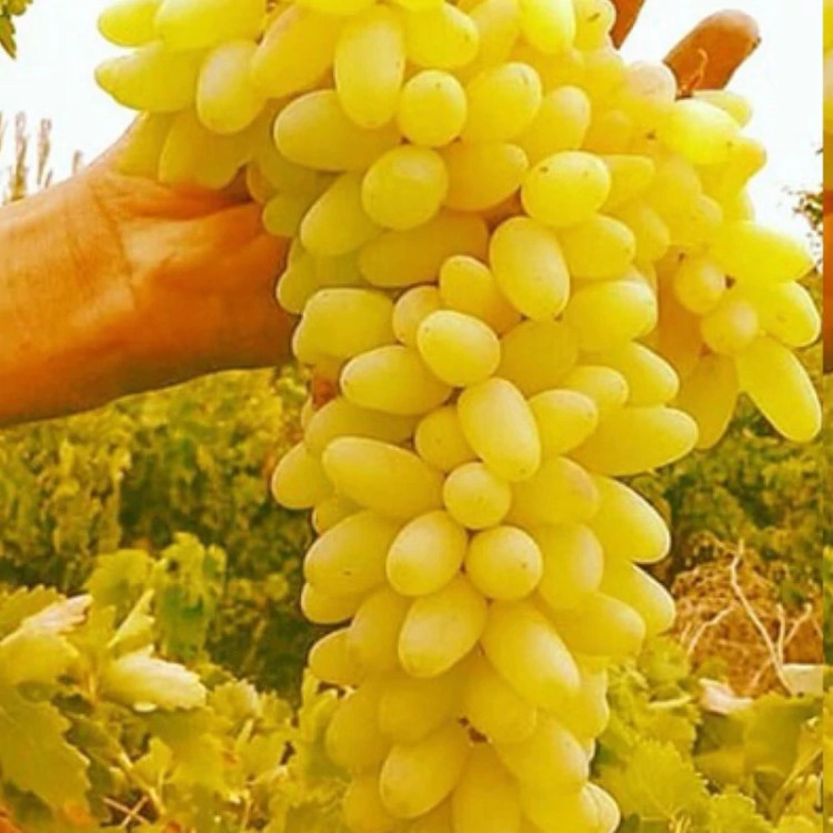نهال انگور طلایی