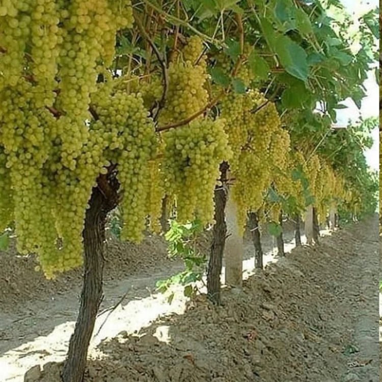 نهال انگور طلایی