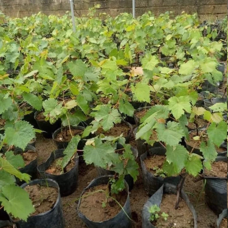 نهال انگور طلایی