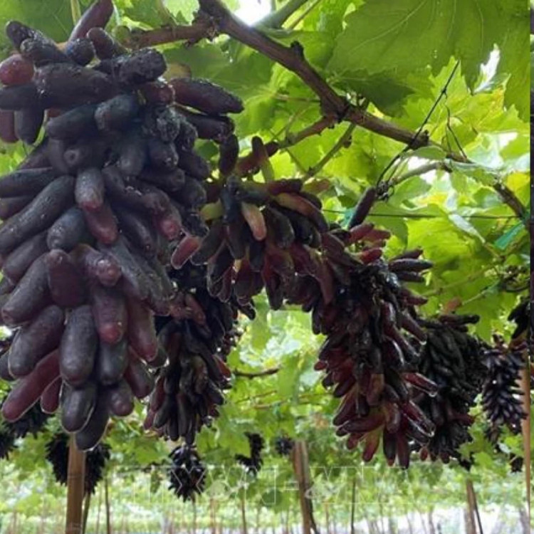 نهال انگور شمشیری