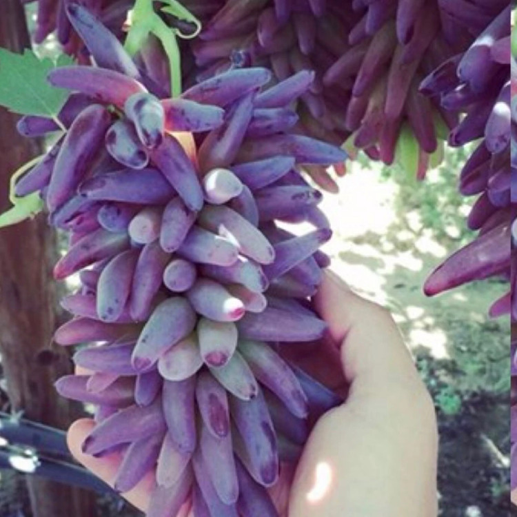 نهال انگور شمشیری