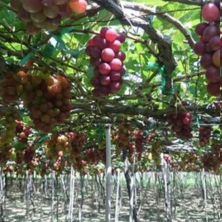 نهال انگور قرمز درشت