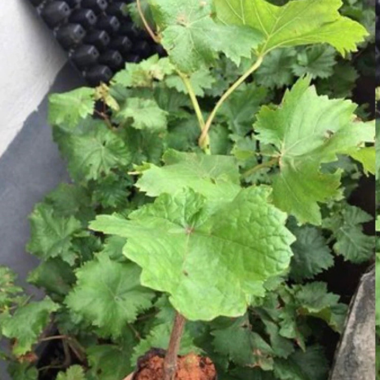 نهال انگور شمشیری