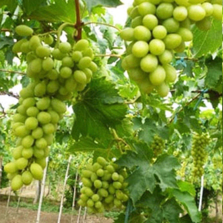 نهال انگور سبز