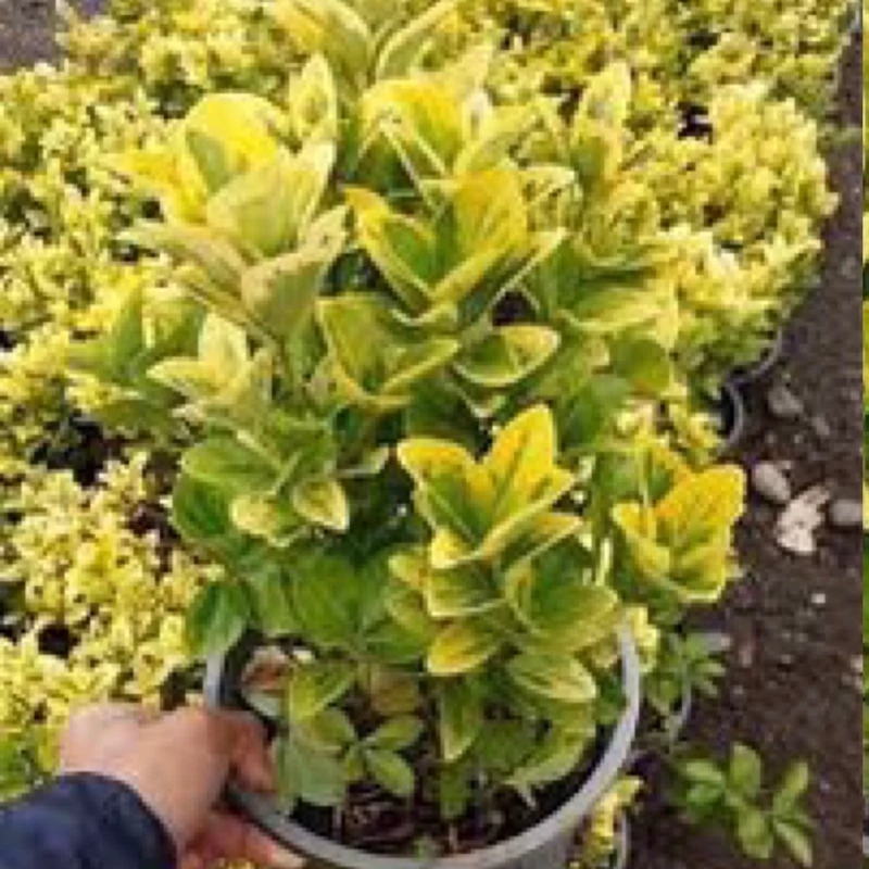 نهال شمشاد گلدن