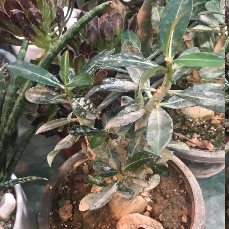 نهال آدنیوم عربیک
