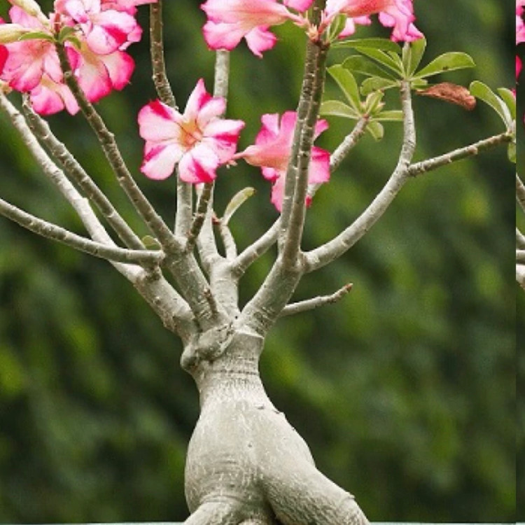نهال آدنیوم عربیک