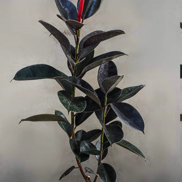 نهال فیکوس سیاه