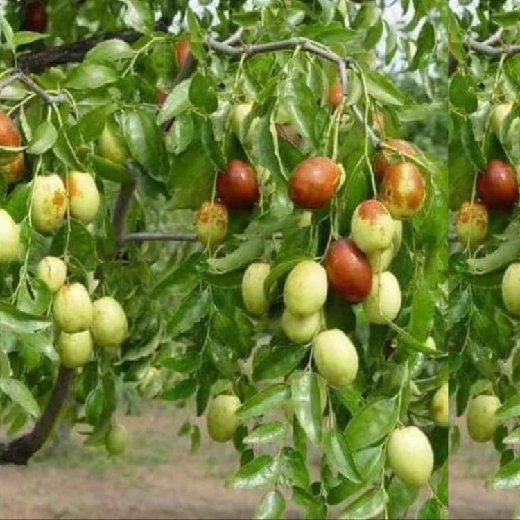 نهال عناب درشت