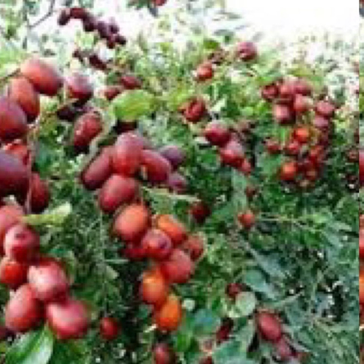 نهال عناب درشت